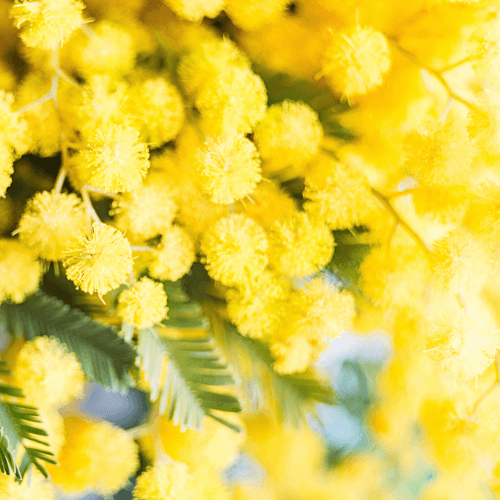 Mazzo di mimosa giallo e soffice. Fragranza per candele profumate