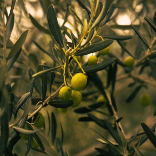 Rami e foglie d'ulivo per indicare la fragranza per candele profumate Legno d'Ulivo Mediterraneo.