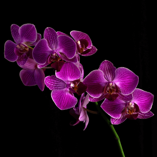 Ramo del fiore Orchidea Nera per indicare l'omonima fragranza per candele profumate.